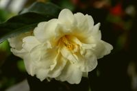 C. nitidissima Hybride &#039;Golden Lotus&#039;